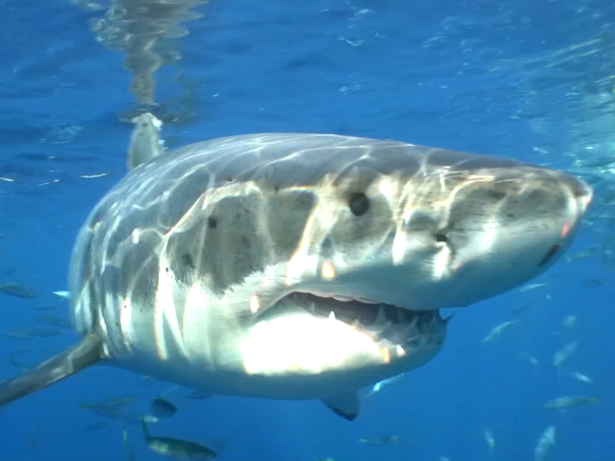 Zapata, the most famous shark at Guadalupe Island, likes hanging around people. This image is... [Photo of the day - July 2020]