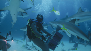Shark behaviour differs between open... [Photo of the day - 18 JULY 2025]