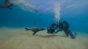 A cape fur seal taking interest in... [Photo of the day - 19 JULY 2025]