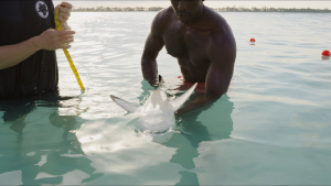 Marine biologist Gibbs Kuguru,... [Photo of the day - 28 JULY 2025]