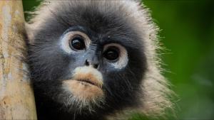 A portrait of a dusky langur. Image... [Photo of the day -  9 AUGUST 2025]