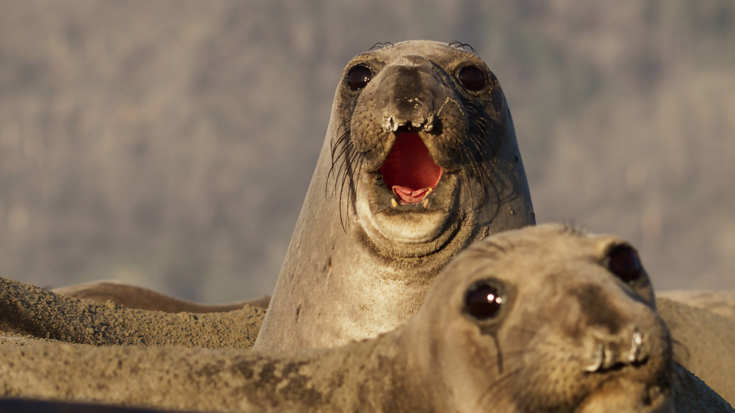 Two females of the elephant seal colony sound the alarm to a sneaker male intruding. Image from... [Photo of the day - August 2025]