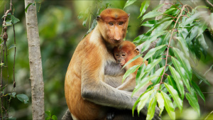 A female proboscis monkey nurses her... [Photo of the day - 23 AUGUST 2025]