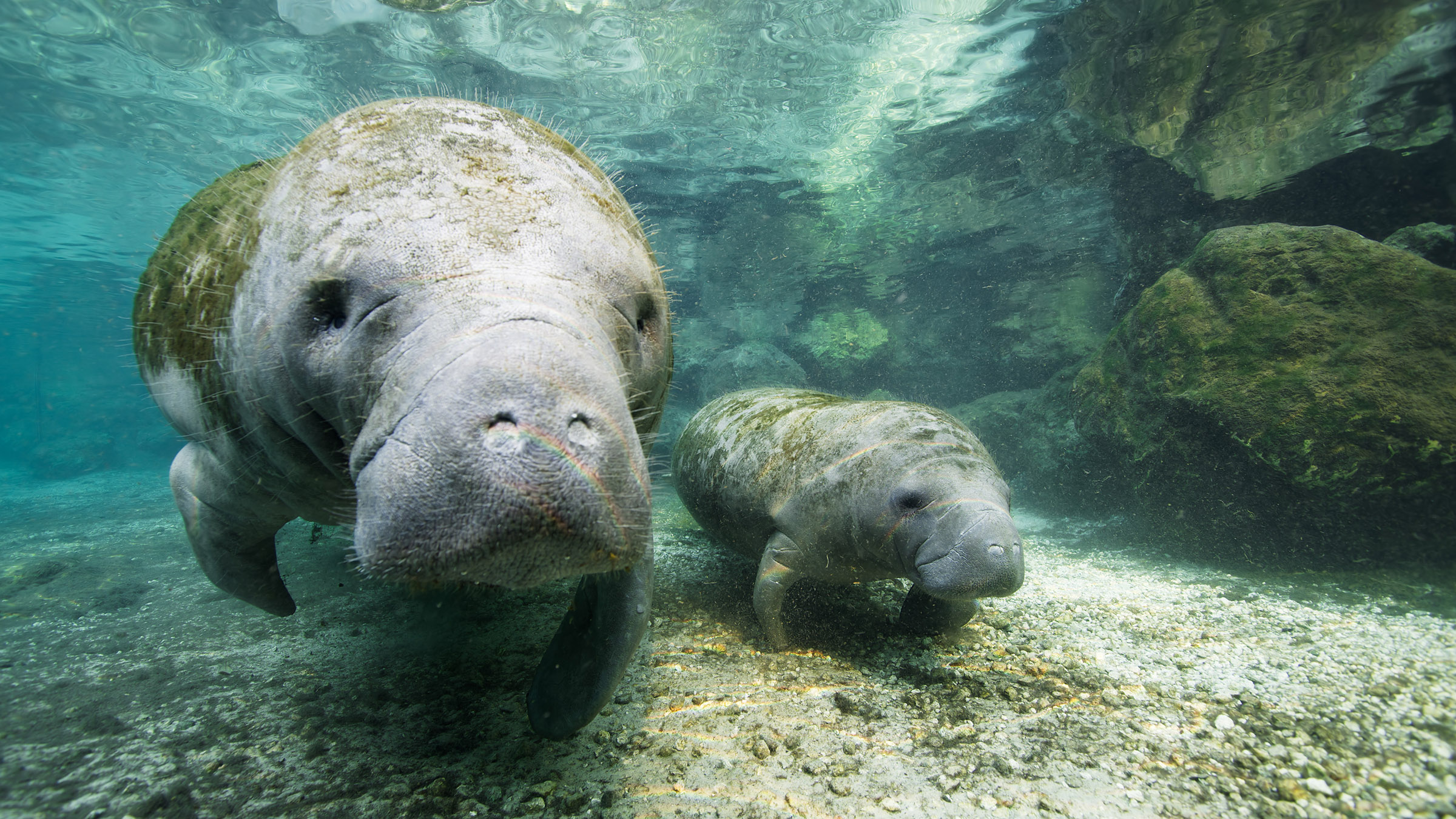 A young manatee swims alongside its mother. They will stay together for a couple of years. Image... [Photo of the day - August 2025]