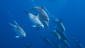 A pod of dolphins underwater. Image... [Photo of the day -  4 SEPTEMBER 2025]