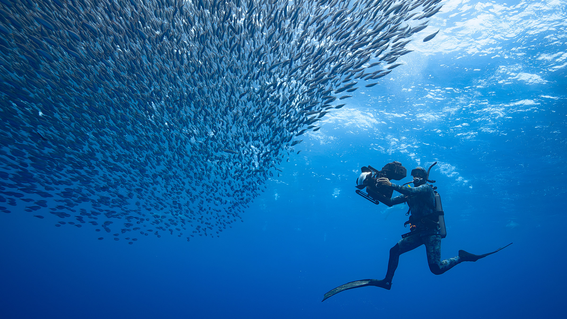 Host, Bertie Gregory, up close filming a bait ball. Image from Dolphins Up Close with Bertie... [Photo of the day - September 2025]