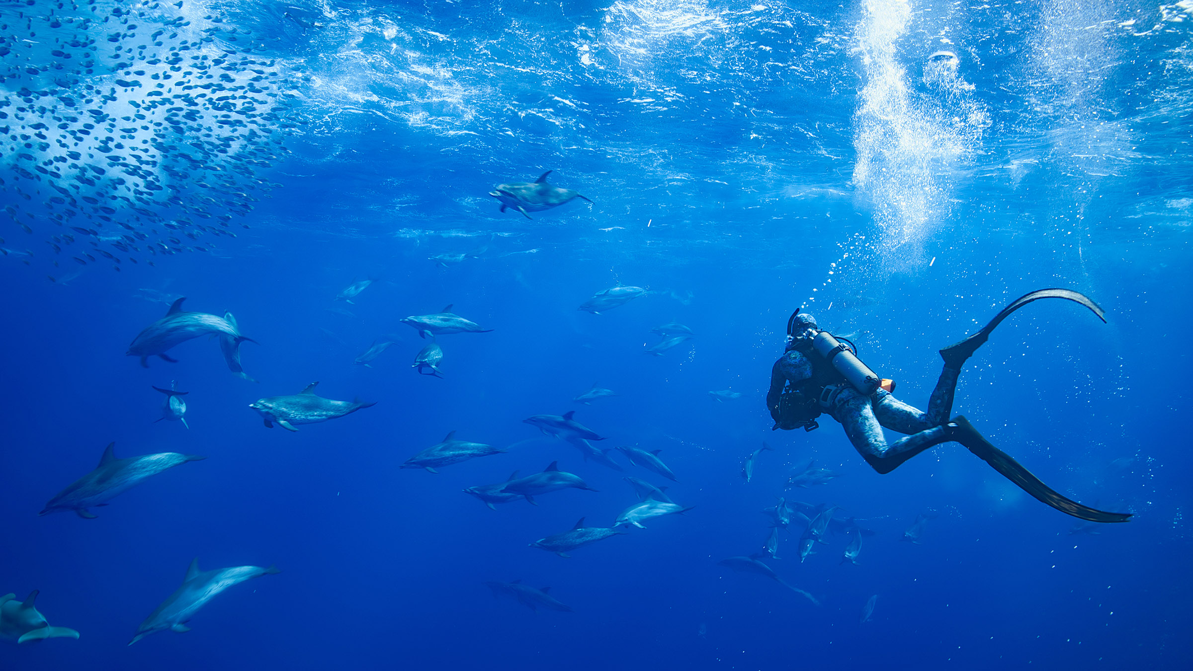 Host, Bertie Gregory, filming a pod of dolphins circling under a bait ball. Image from Dolphins... [Photo of the day - September 2025]