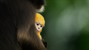 A baby langur watches the world go... [Photo of the day - 15 SEPTEMBER 2025]