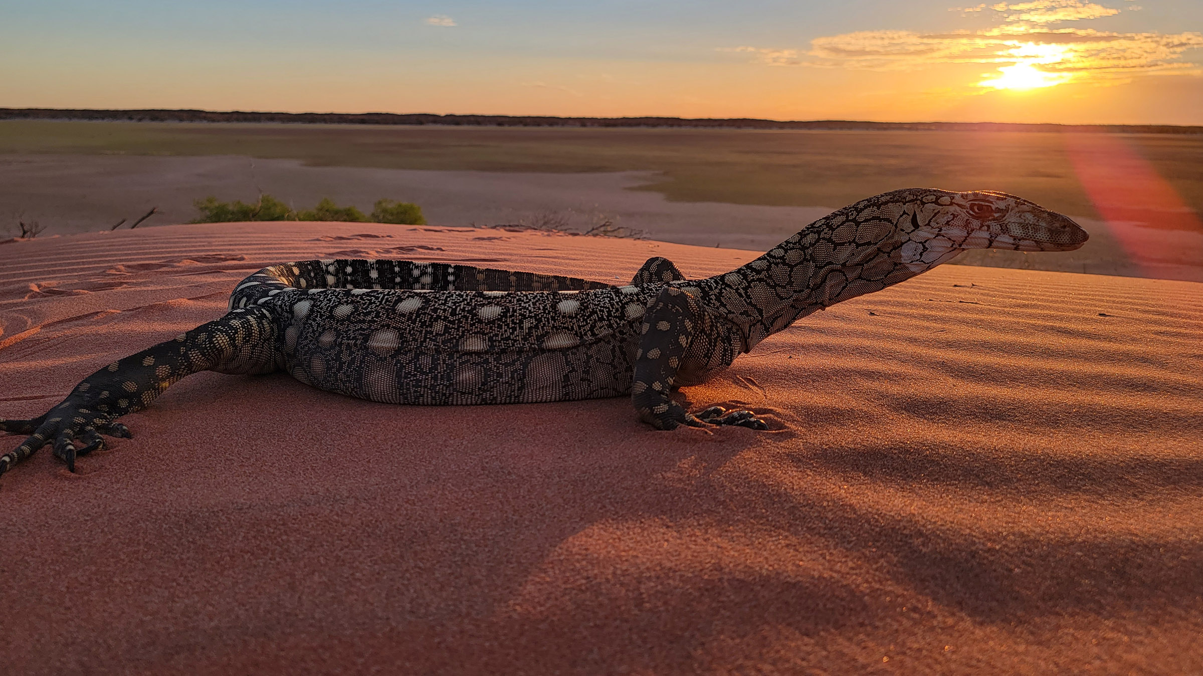 In the endless heat, Phil encounters Australiaâs largest lizard - the perentie, our fastest... [Photo of the day - September 2025]