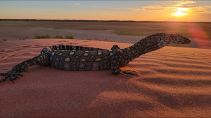 In the endless heat, Phil encounters... [Photo of the day - 27 SEPTEMBER 2025]