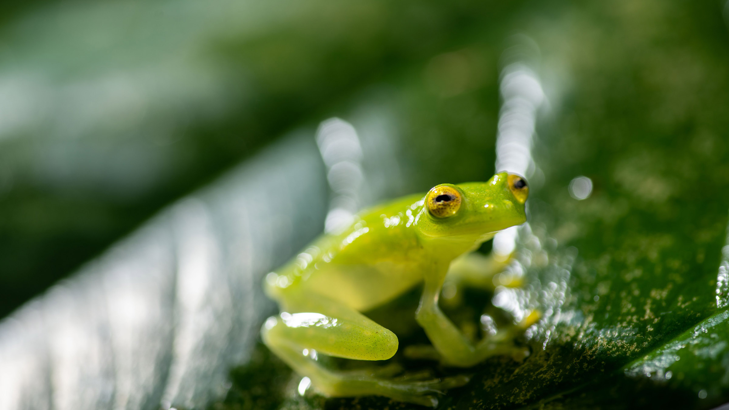 A glass frog perched on a leaf. Image from Underdogs. [Photo of the day - November 2025]