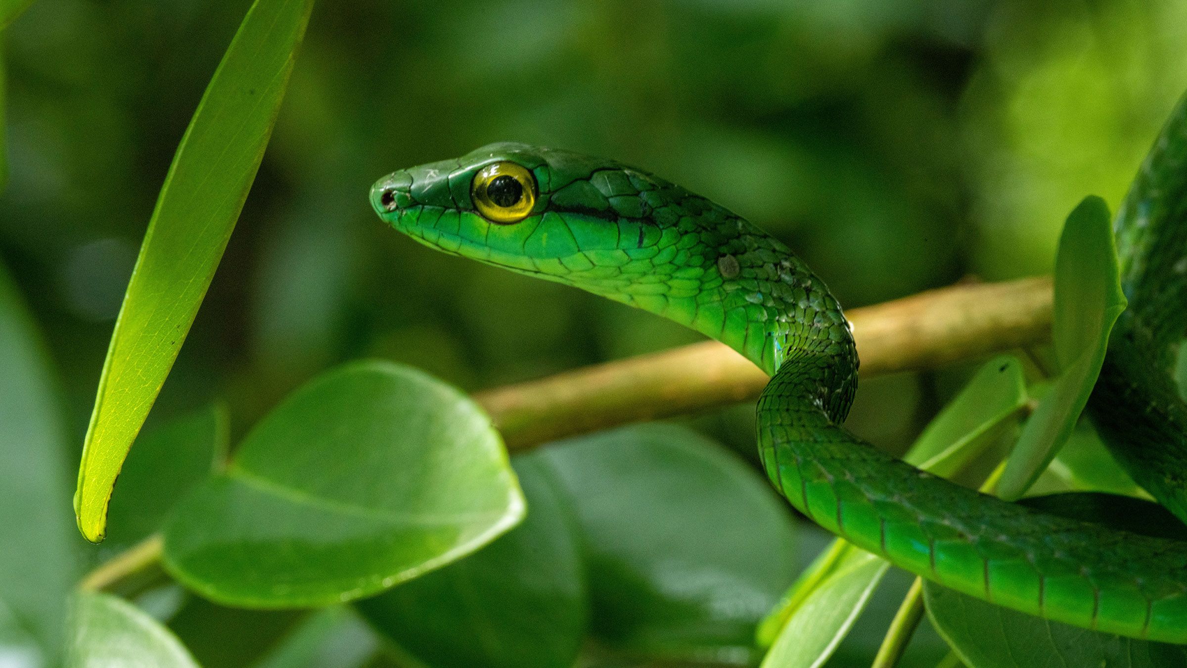 A Parrot snake on a tree. Image from Underdogs. [Photo of the day - November 2025]