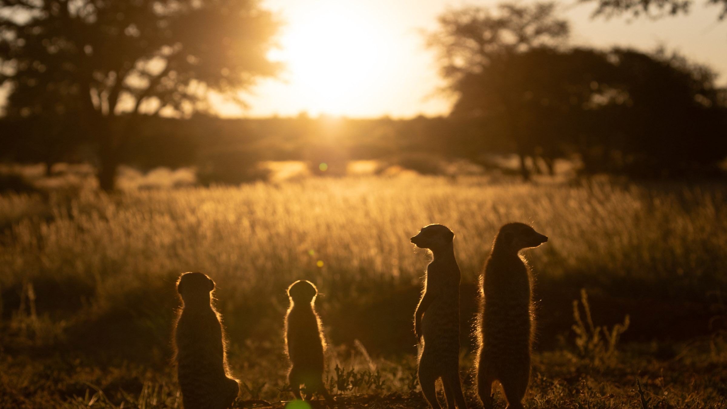 A family of meerkats stand in front of the setting sun. Image from Underdogs. [Photo of the day - December 2025]