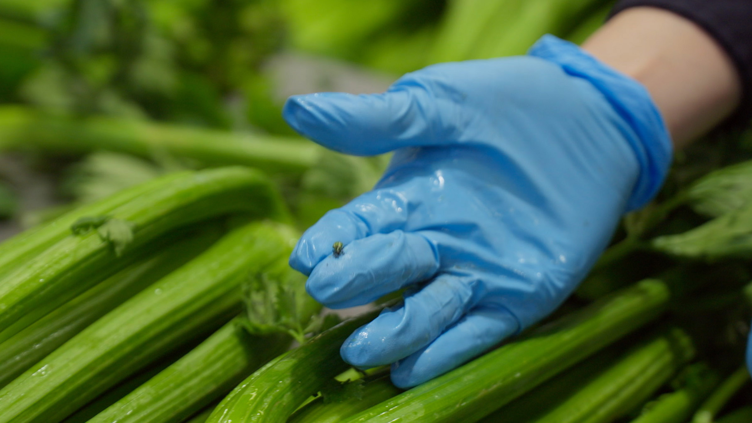A CBP officer is holding a possible pest after discovering it in a shipment of celery. Image... [Photo of the day - December 2025]