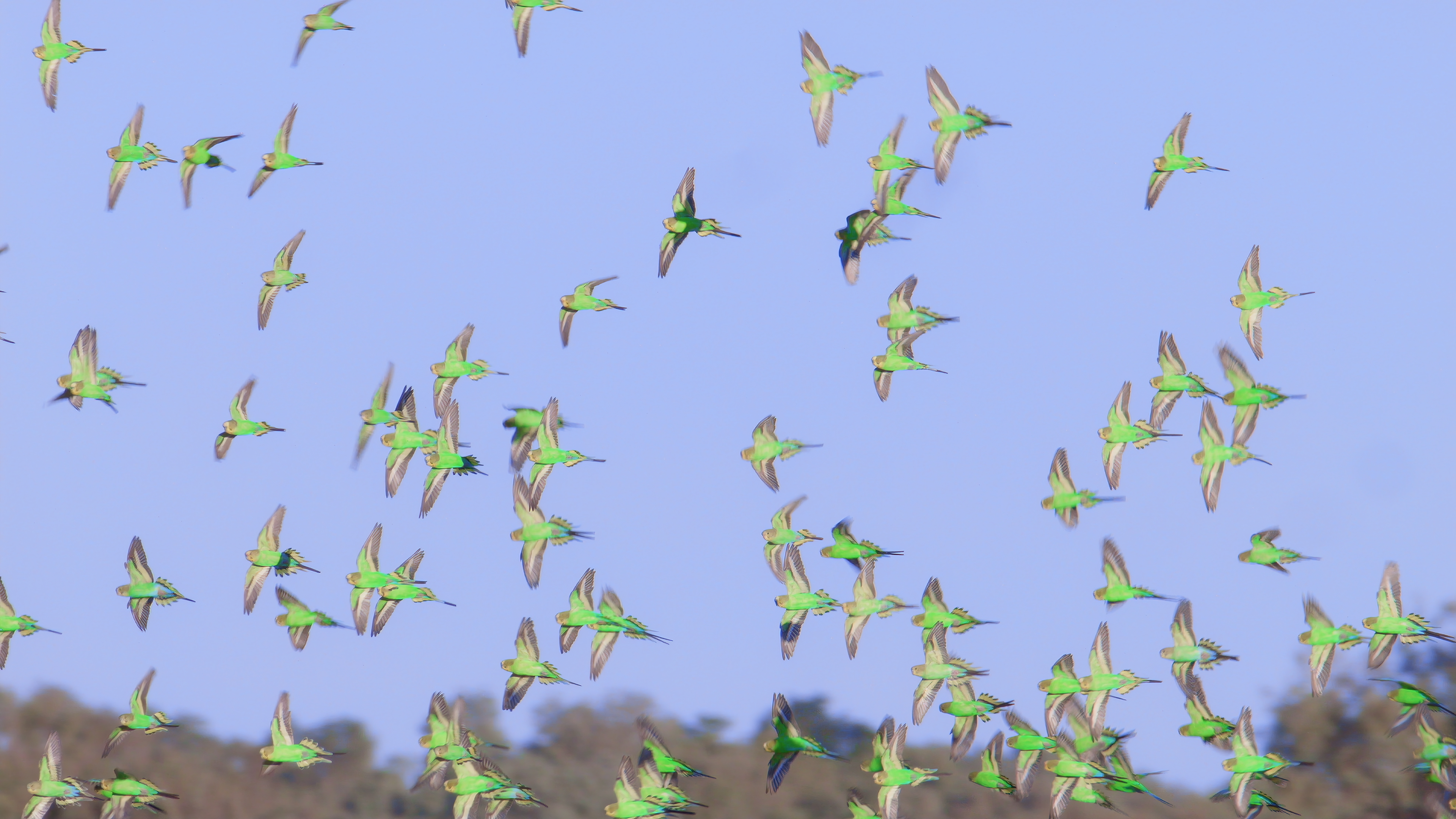 A flock of budgerigars in flight. [Photo of the day - January 2026]