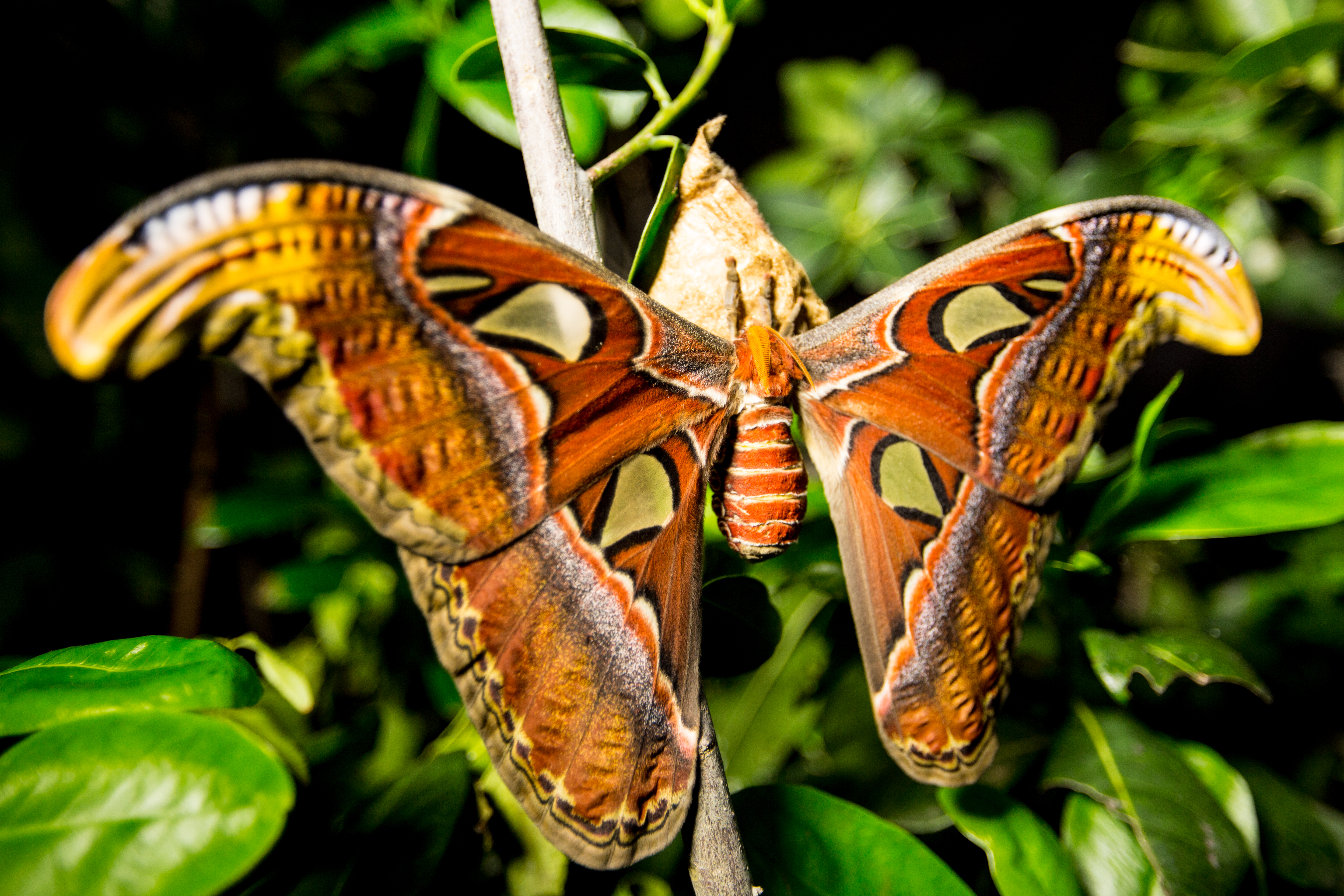 A pangolin (Smutsia temminckii) looking for termites. [Photo of the day - January 2026]