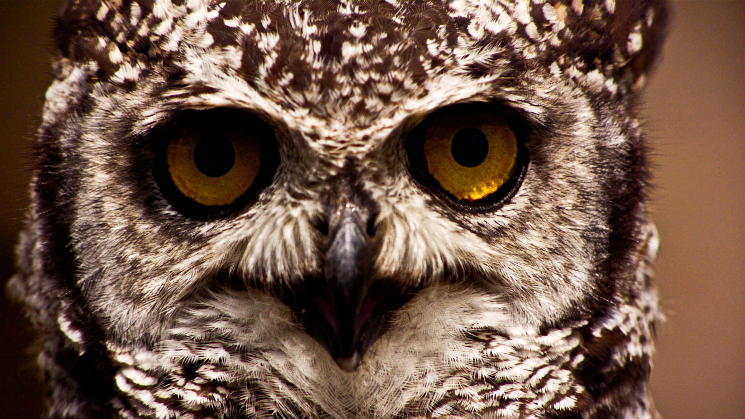 A shot of an owl's (Strigiformes) face as it looks directly at the camera. [Photo of the day - January 2026]