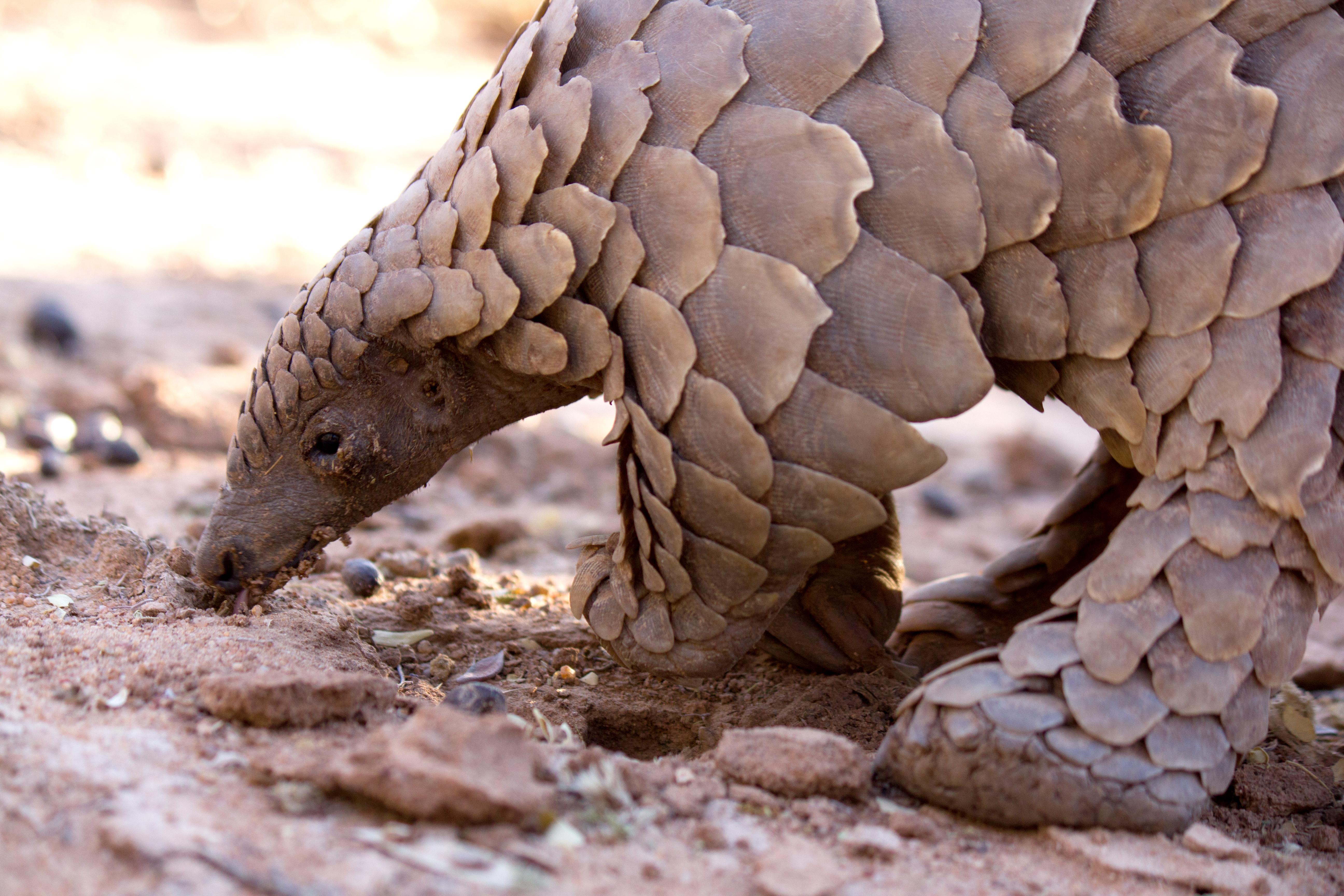 A pangolin (Smutsia temminckii) looking for termites. [Photo of the day - January 2026]