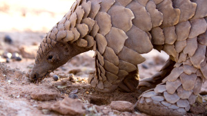 A pangolin (Smutsia temminckii)... [Photo of the day - 15 JANUARY 2026]