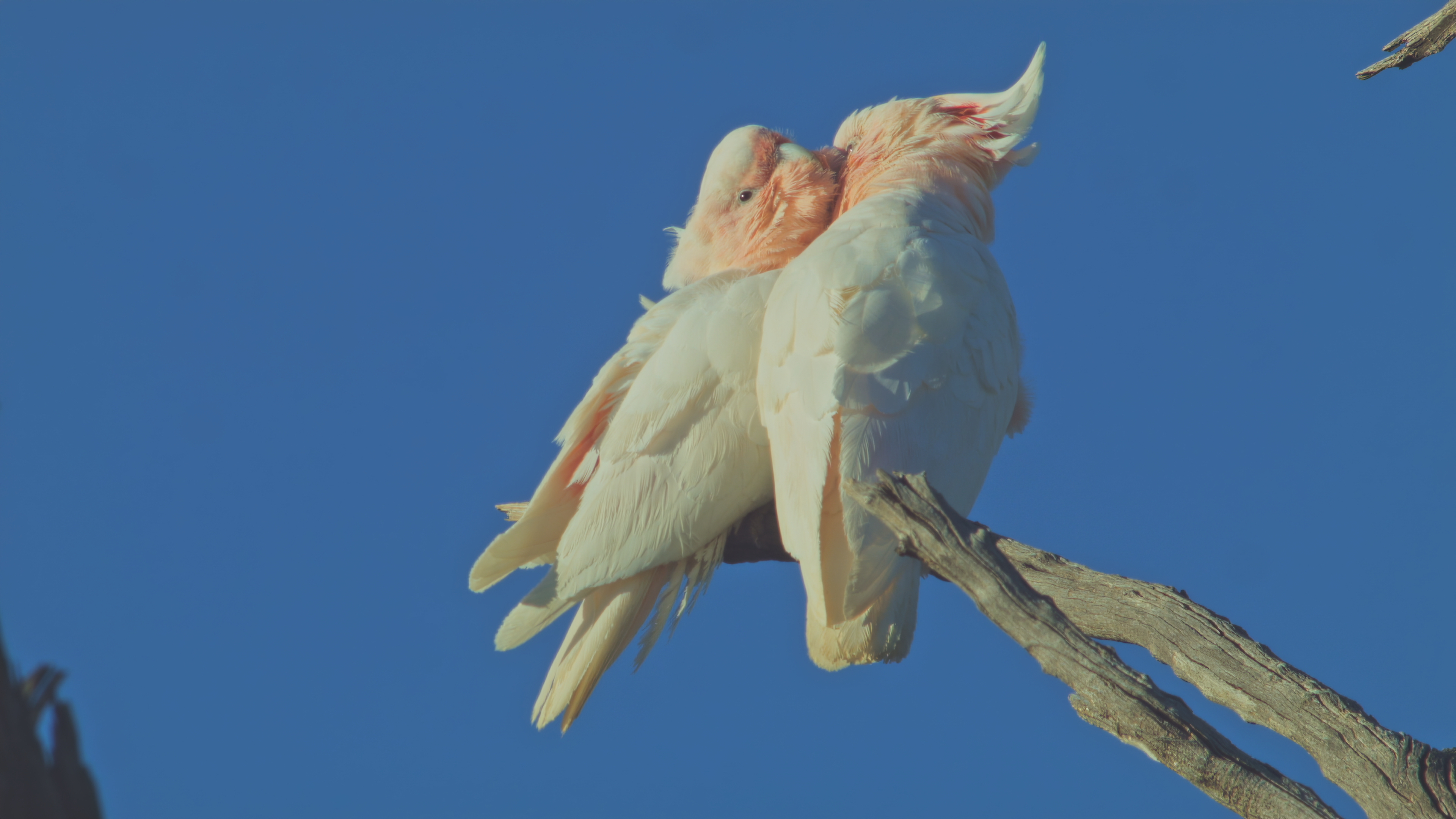 Pink cockatoos often preen each other in the treetops of Australian woodlands. [Photo of the day - January 2026]