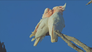 Pink cockatoos often preen each... [Photo of the day - 18 JANUARY 2026]