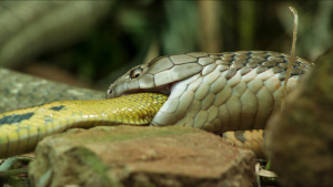 A king cobra (Ophiophagus hannah)... [Photo of the day - 20 JANUARY 2026]