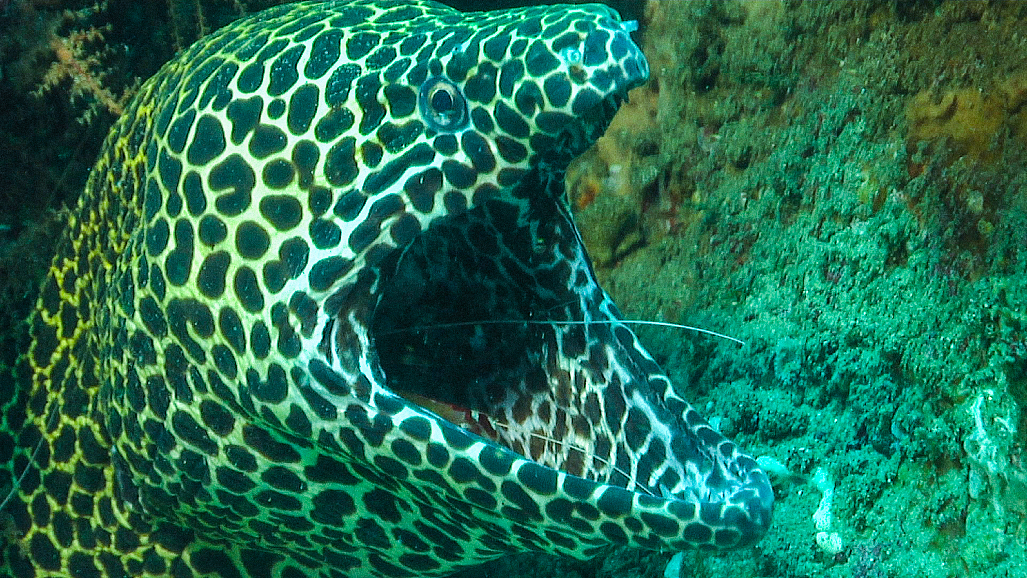 Close up of a moray eel (Muraenidae) with it's mouth wide open. [Photo of the day - January 2026]
