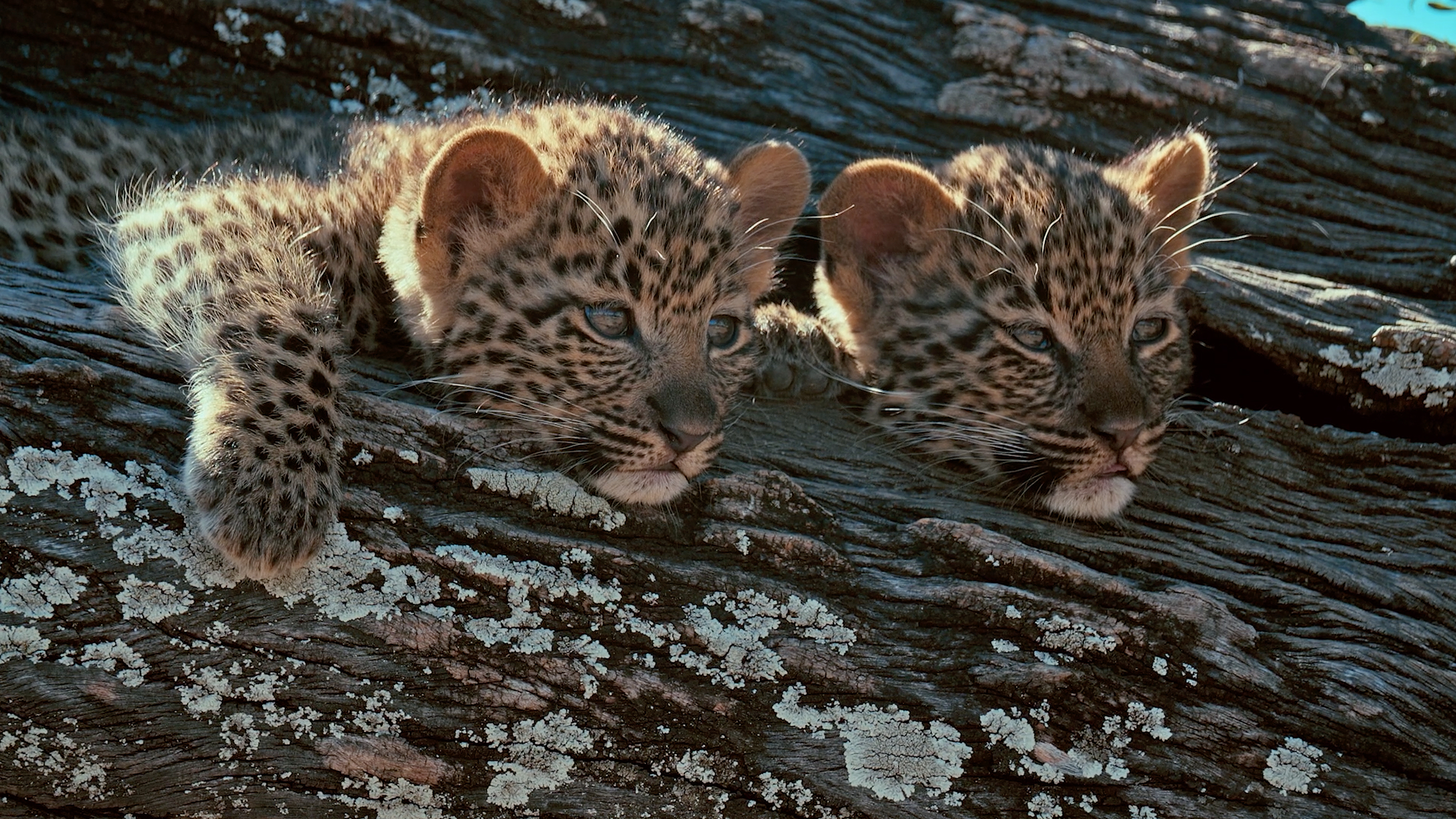 Two baby leopards pop their heads out of a tree trunk. [Photo of the day - February 2026]