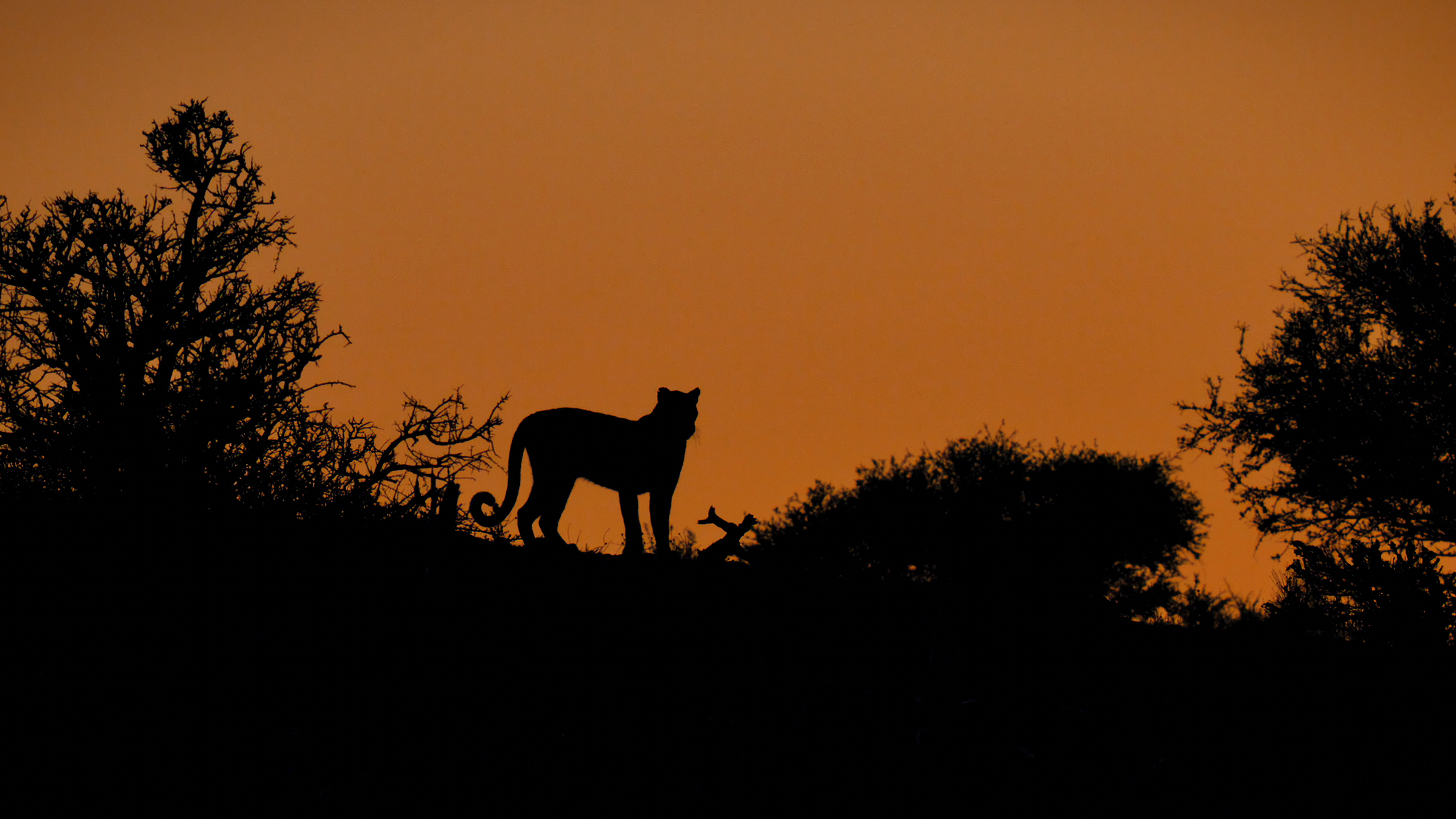 A leopard silhouette at dusk. [Photo of the day - February 2026]