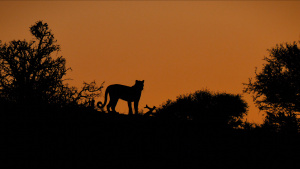 A leopard silhouette at dusk. [Photo of the day -  8 FEBRUARY 2026]