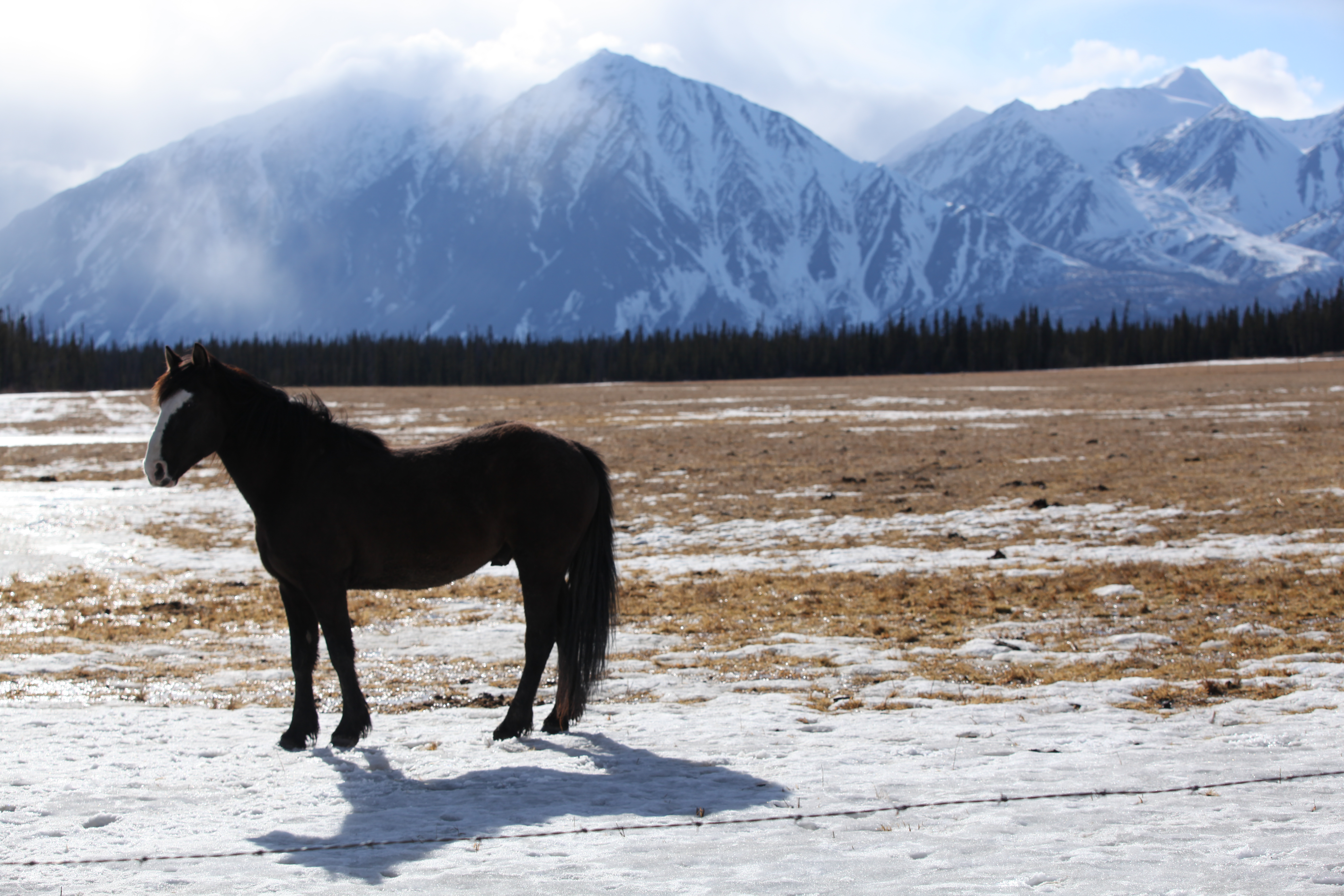 Horse stands in front of a mountain top view. [Photo of the day - February 2026]
