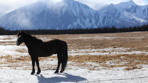 Horse stands in front of a mountain... [Photo of the day - 11 FEBRUARY 2026]