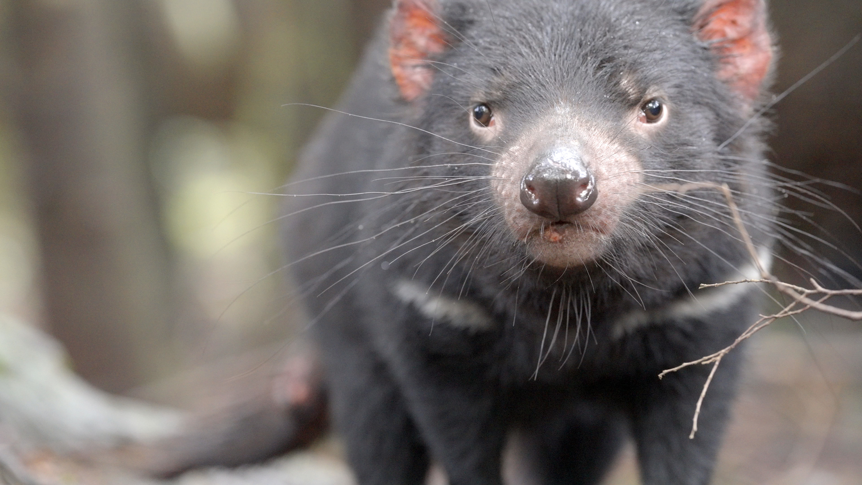 A Tasmanian Devil. [Photo of the day - February 2026]