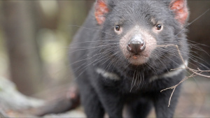 A Tasmanian Devil. [Photo of the day - 13 FEBRUARY 2026]