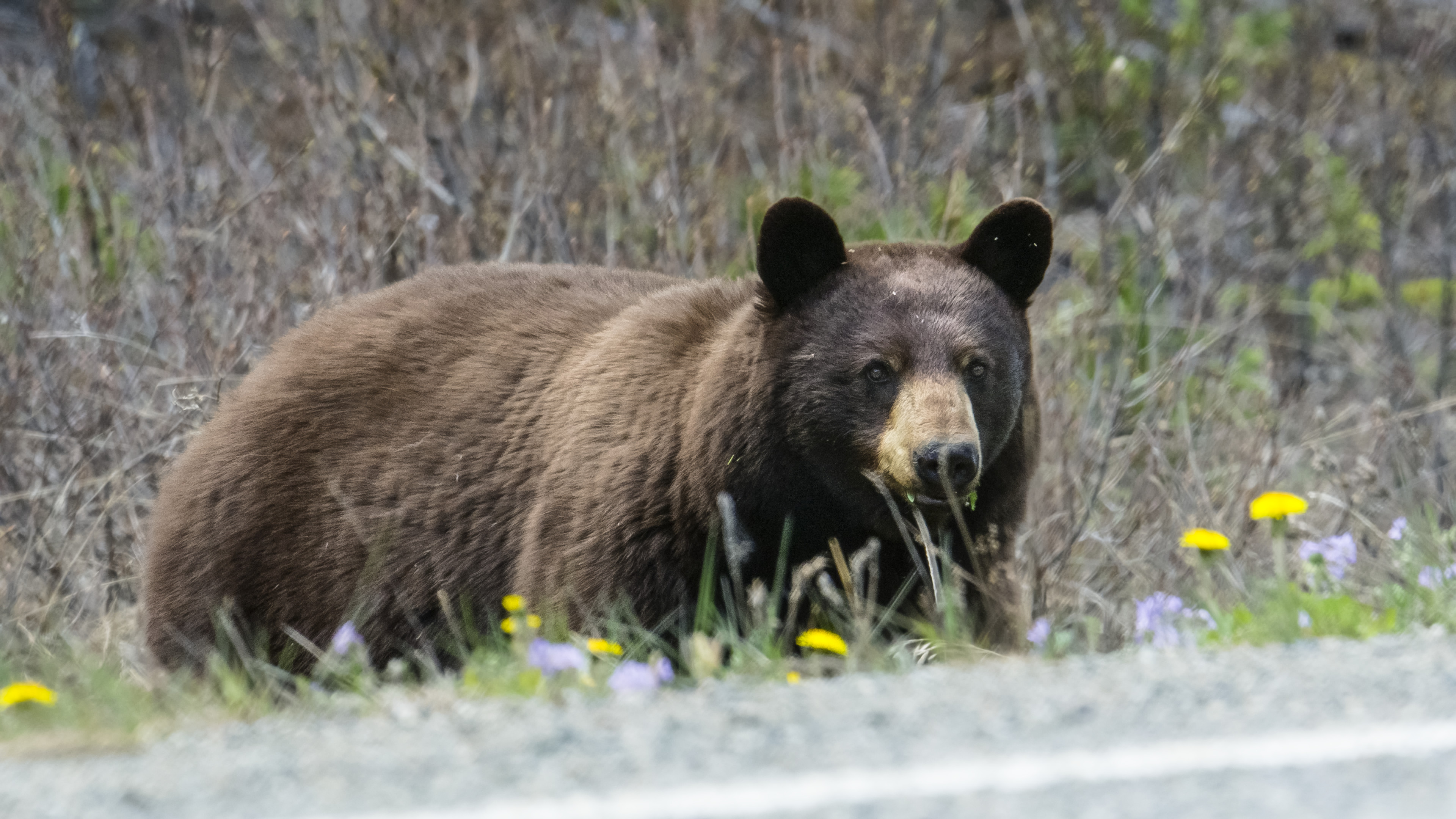 Bear brown searching for food on side of highway. [Photo of the day - February 2026]
