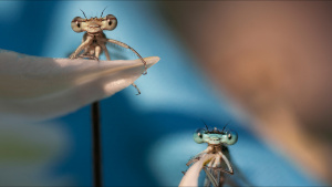 Two damselflies rest on a flower. [Photo of the day -  1 MARCH 2026]
