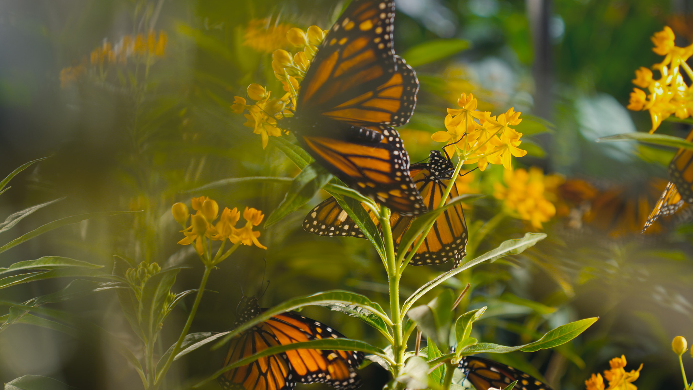 A group of monarch butterflies stand on top of milkweed in the "Braving the Backyard" episode of... [Photo of the day - March 2026]