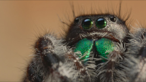 A jumping spider is pictured in... [Photo of the day - 15 MARCH 2026]