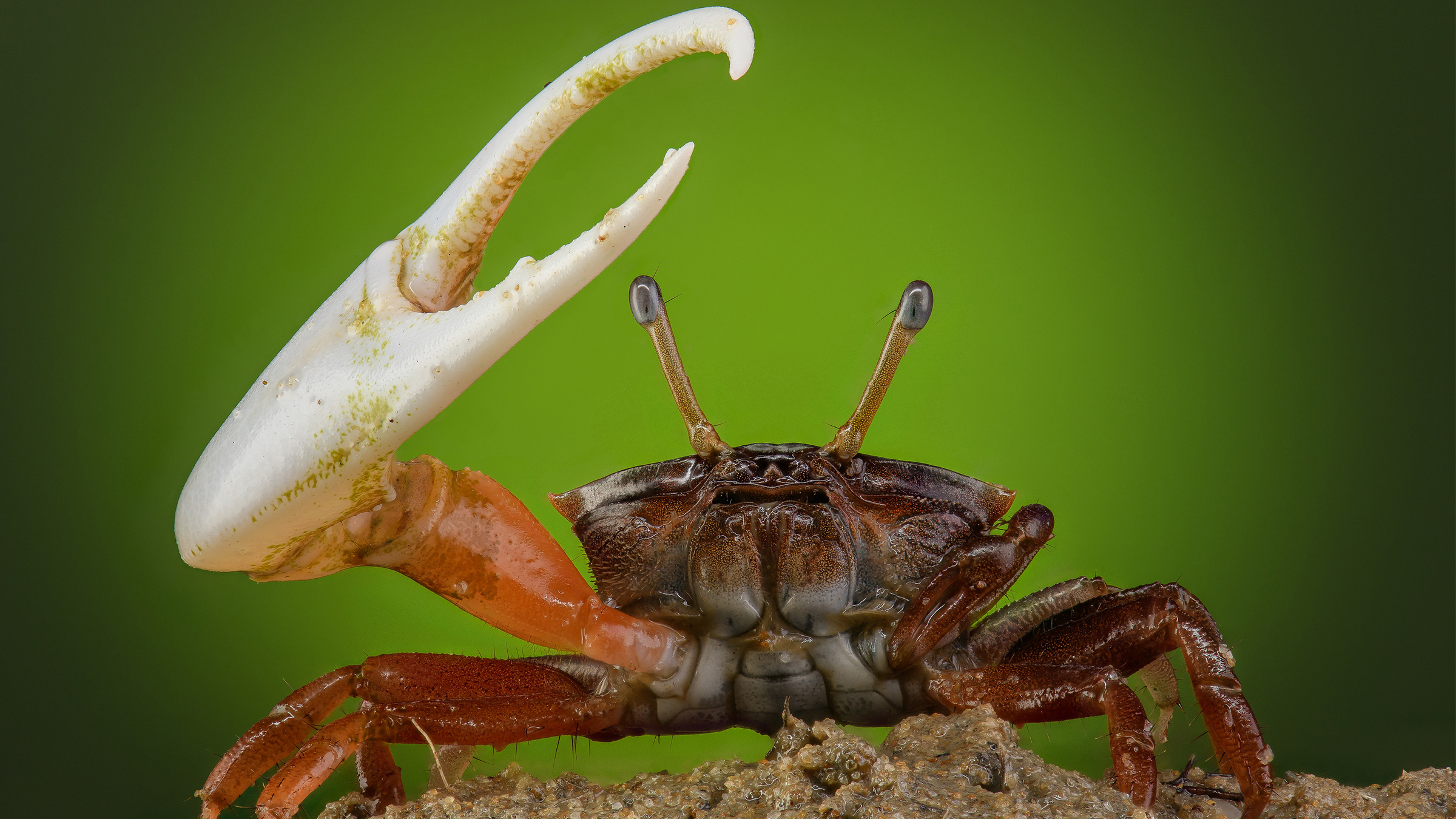 A fiddler crab is featured in the "Life's A Beach" episode of "A Real Bug's Life." [Photo of the day - March 2026]