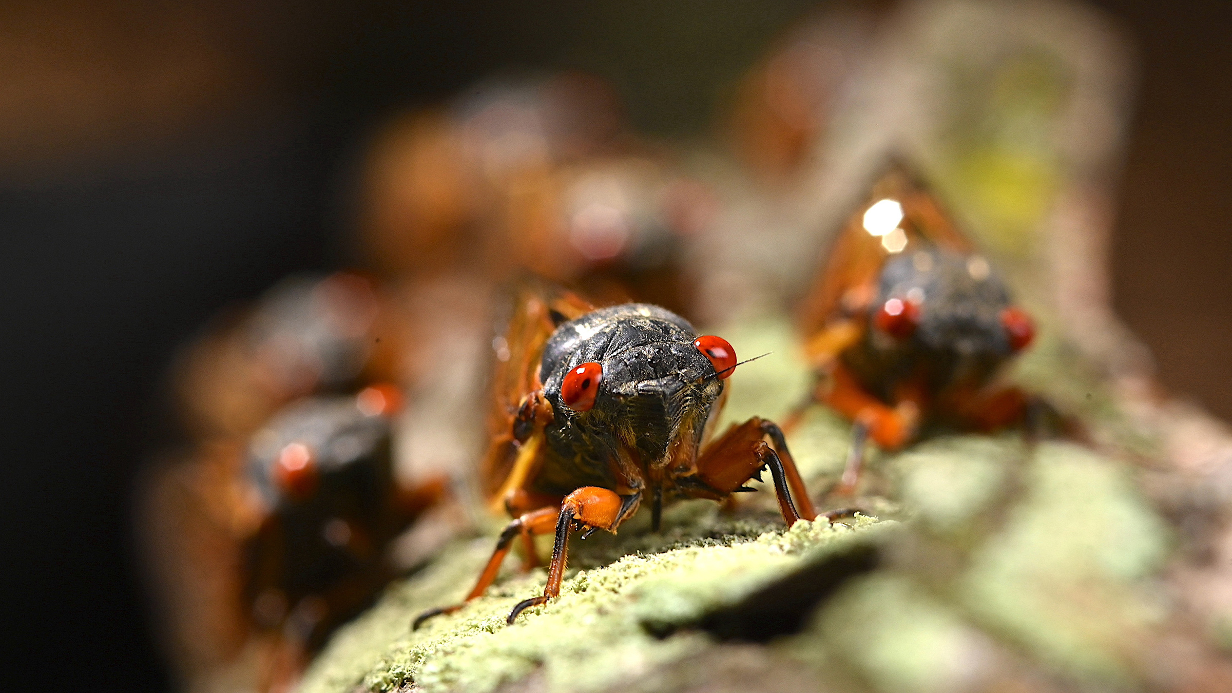 Periodical cicadas are pictured on a tree in a close-up, front view. [Photo of the day - March 2026]