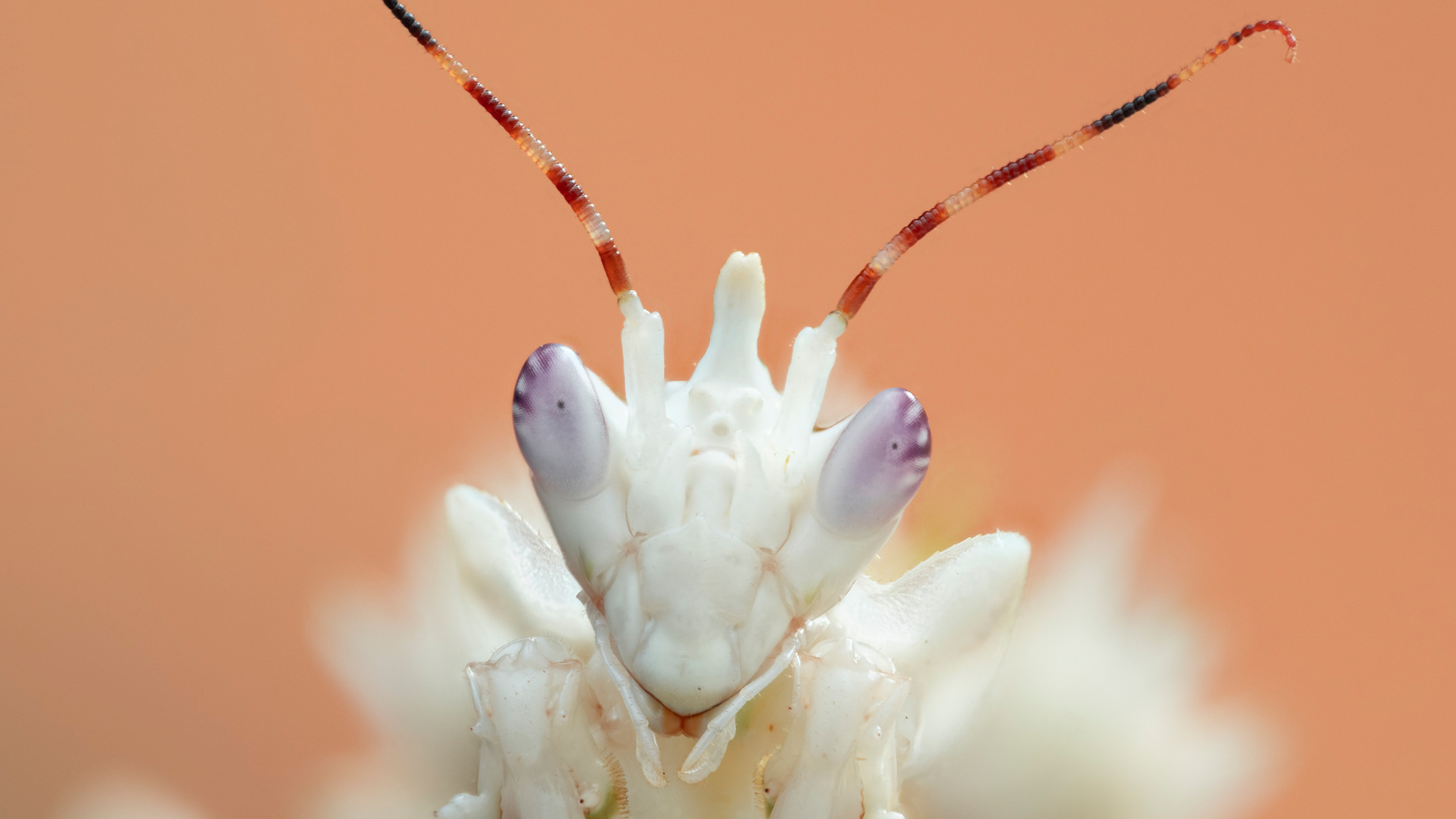 A spiny flower mantis is featured in the "Land of Giants" episode of "A Real Bug's Life". [Photo of the day - March 2026]