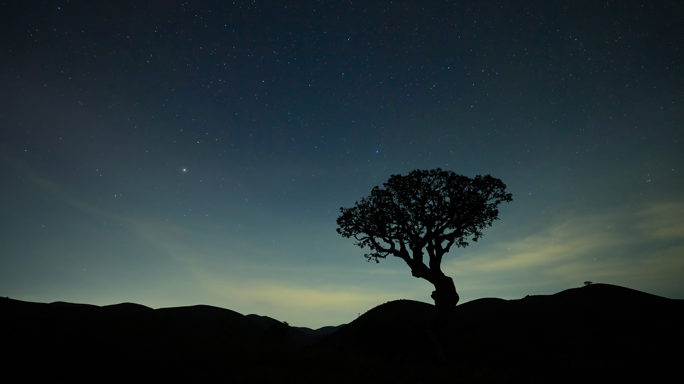 Silhouetted against a star-strewn Nilgiri sky, a rhododendron tree stands as a sentinel of the... [Photo of the day - April 2026]