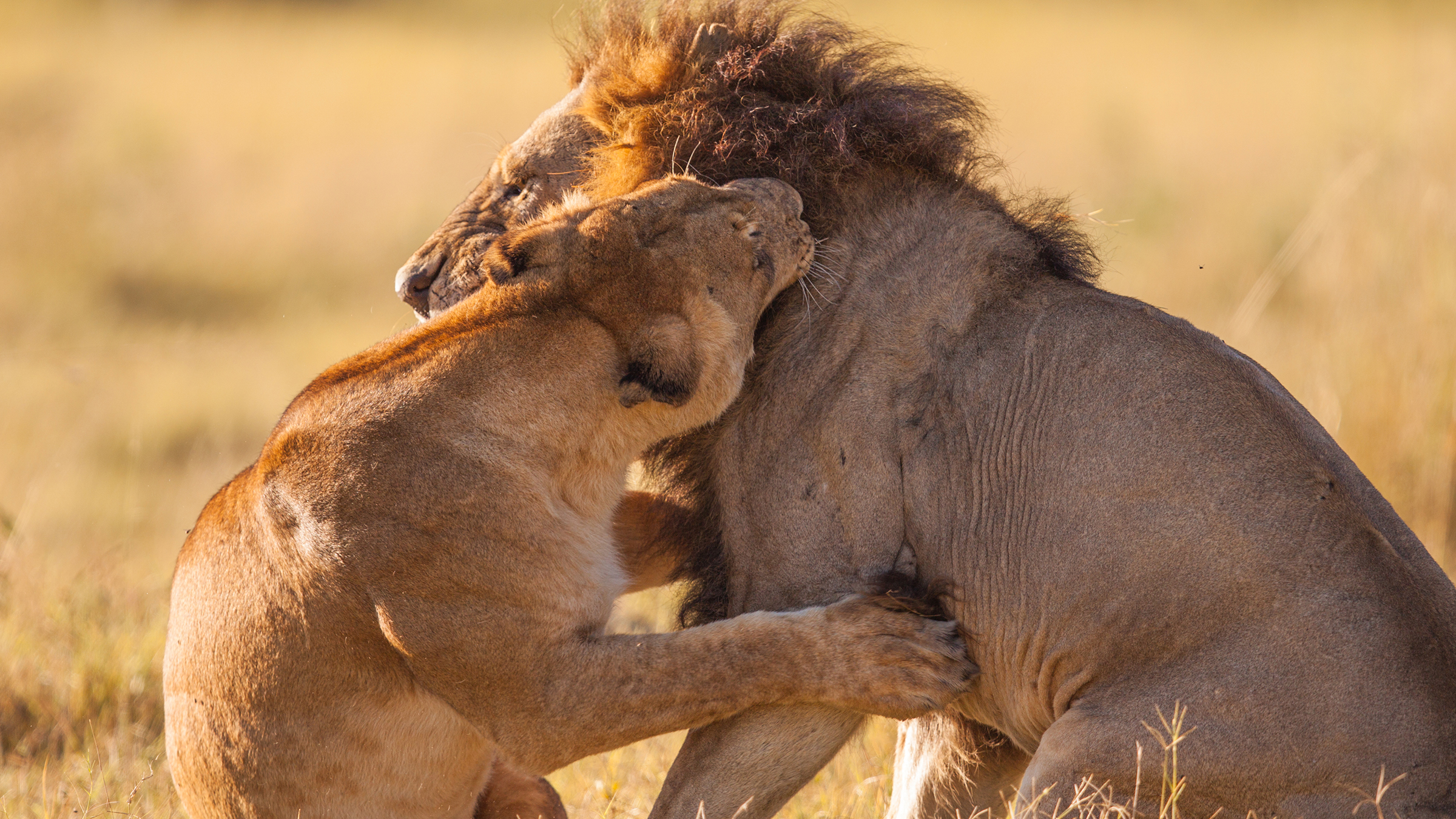 A lion and lioness fighting whilst the lioness is biting the male on the neck. [Photo of the day - April 2026]