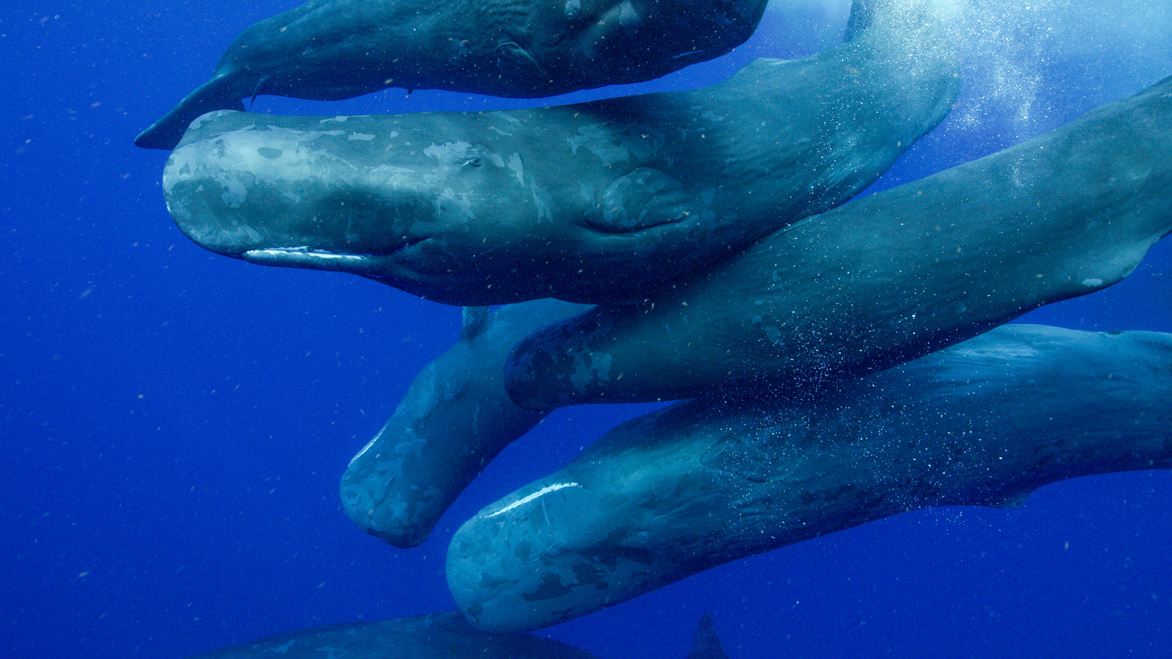 Many sperm whales are wandering nomads. They travel freely across vast stretches of ocean and... [Photo of the day - April 2026]