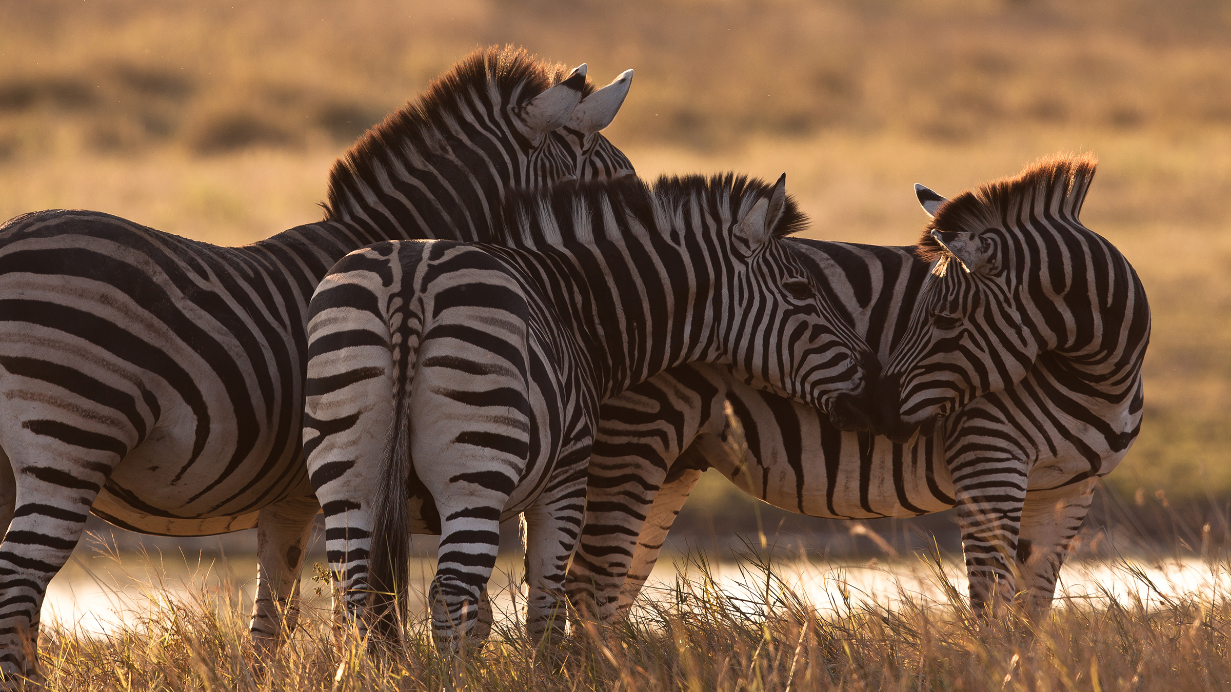 Three zebras standing in long grass near a body of water, interacting with each other. [Photo of the day - April 2026]