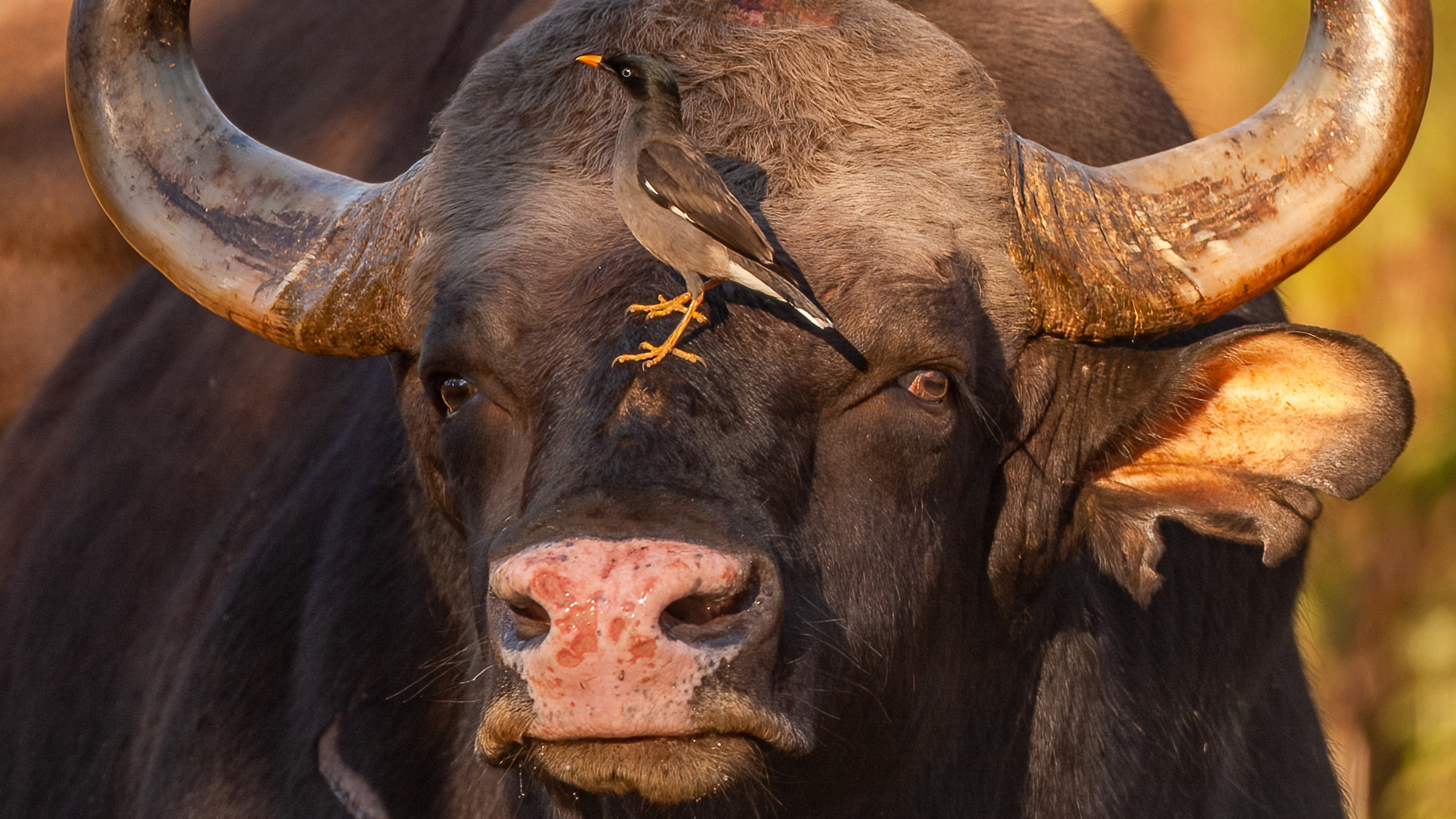 A bull gaur with mynas grooming him. [Photo of the day - April 2026]