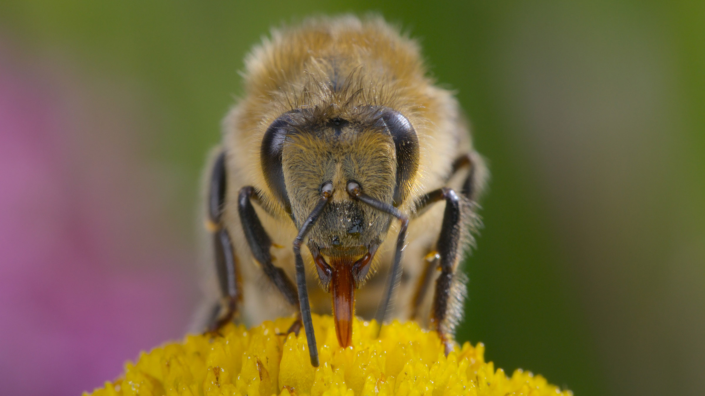 Fluffy honeybee collects nectar from a flower. [Photo of the day - April 2026]