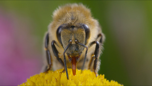 Fluffy honeybee collects nectar from... [Photo of the day - 15 APRIL 2026]