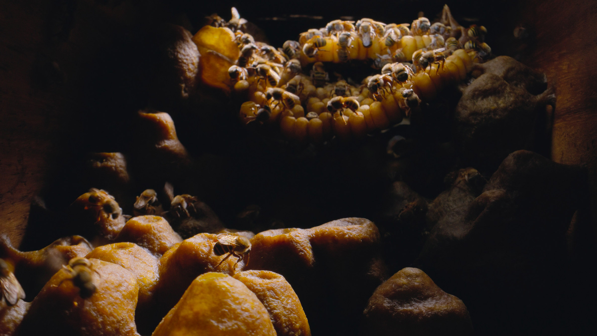 The inside of Melipona bee hive. [Photo of the day - April 2026]