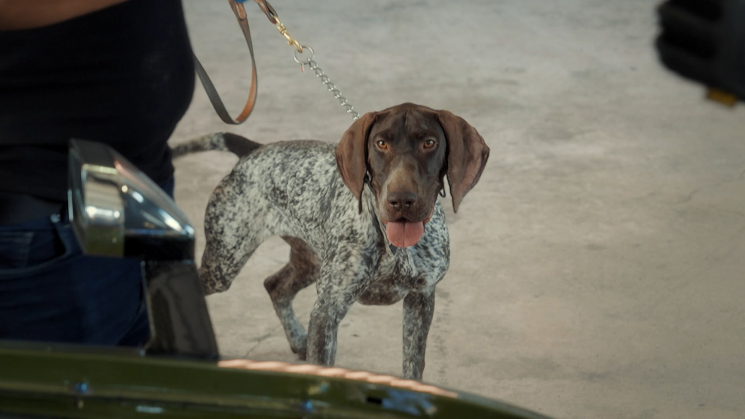 K9 about to search a vehicle for anything illegal hidden inside a vehicle. [Photo of the day - April 2026]